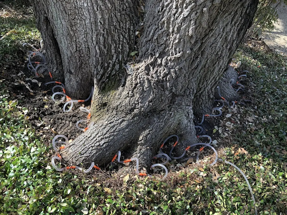 Detailed Tree Cabling and Bracing job site in Bennet